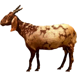 Damani Goat
